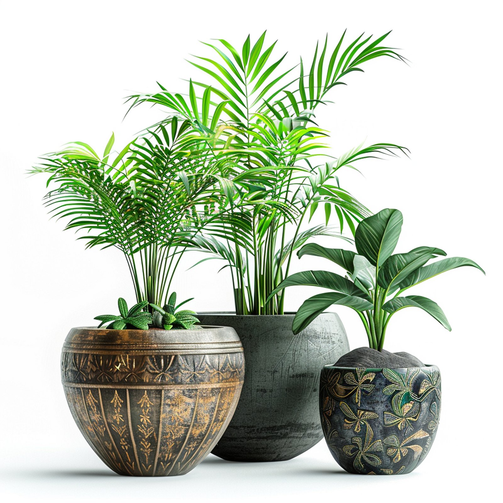Ornamental Plants