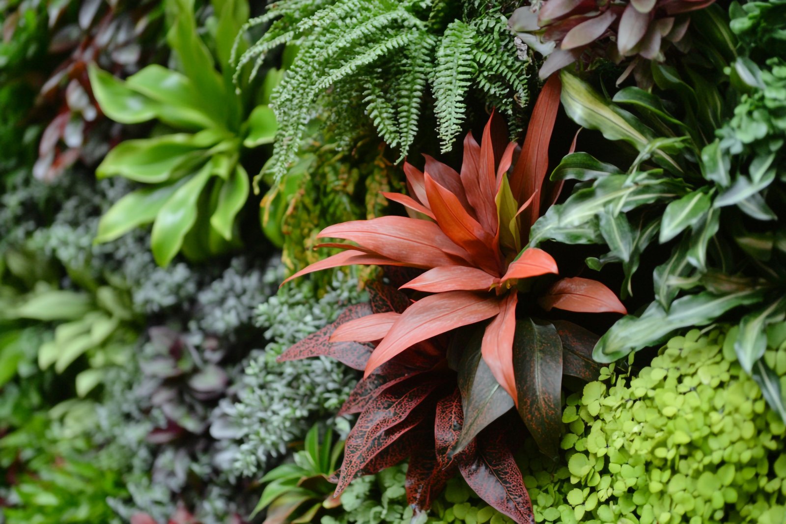 Foliage Plants