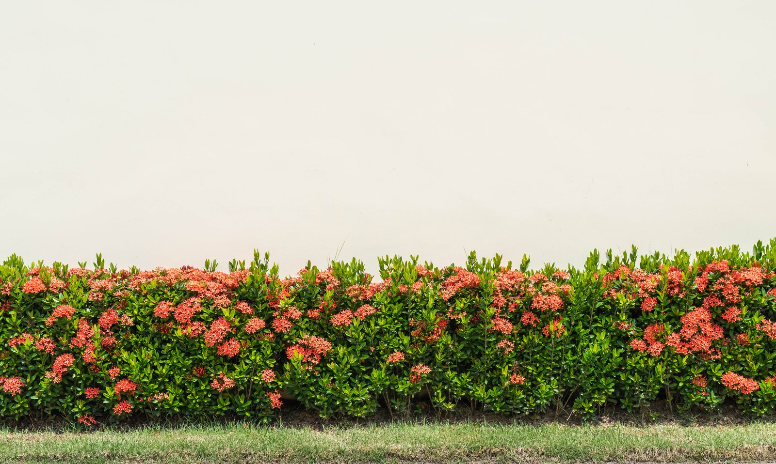 Landscape Plants