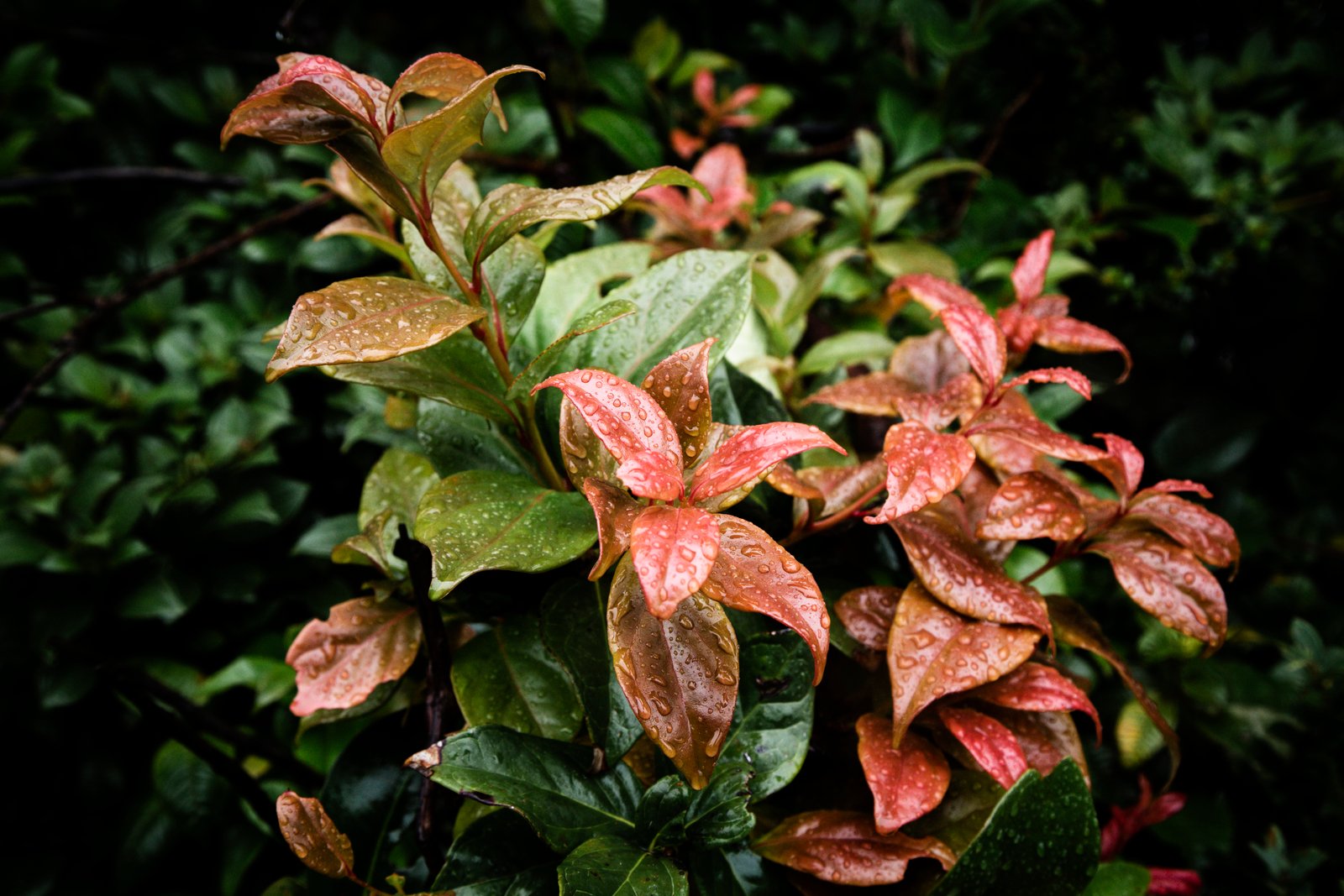 Rare & Specialty Plants